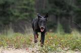 BEAUCERON 425